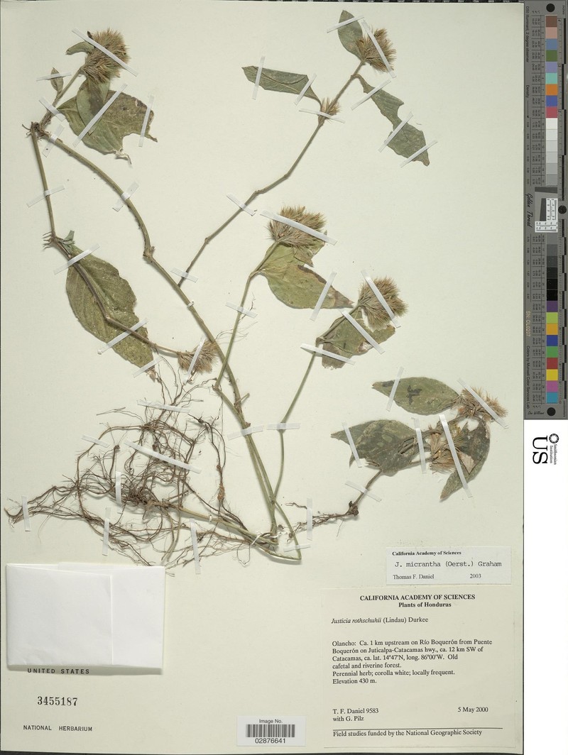 Justicia segoviaensis
