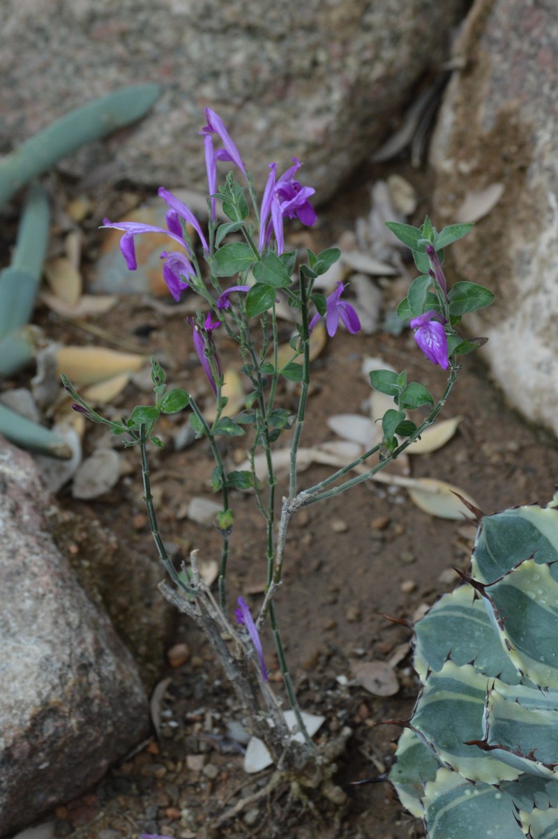 Sonoran Water-Willow