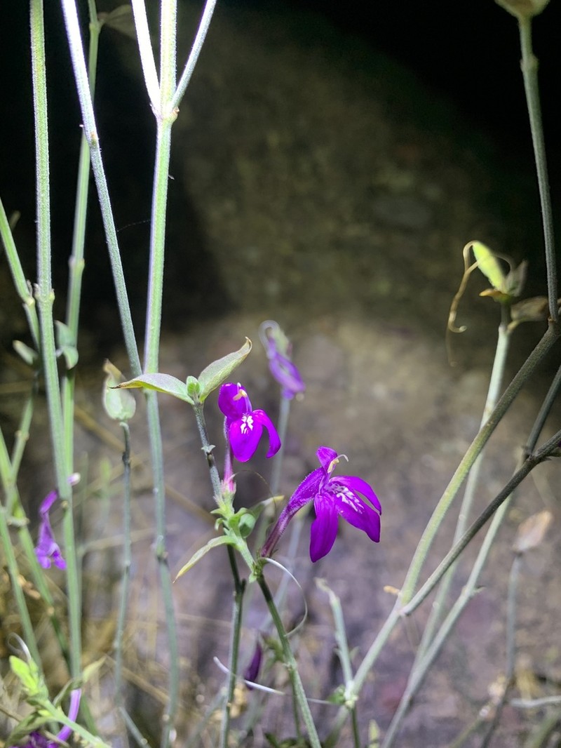 Sonoran Water-Willow photo 2