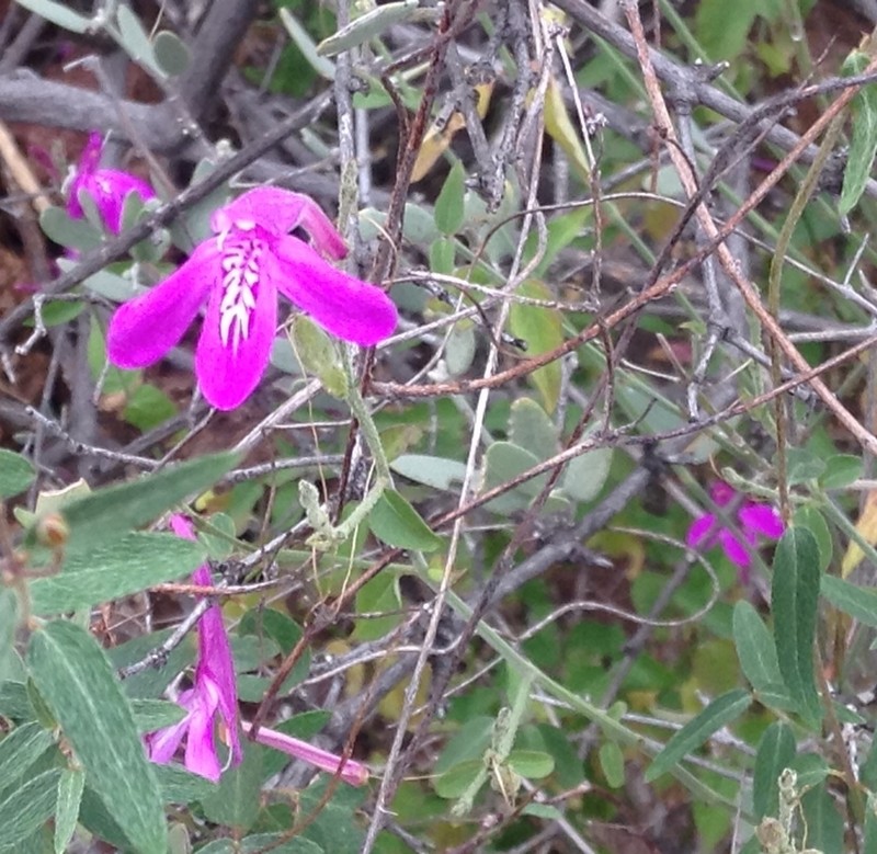 Sonoran Water-Willow photo 3