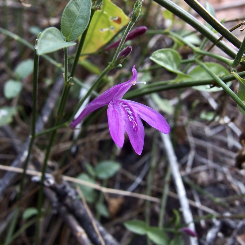 Sonoran Water-Willow photo 4