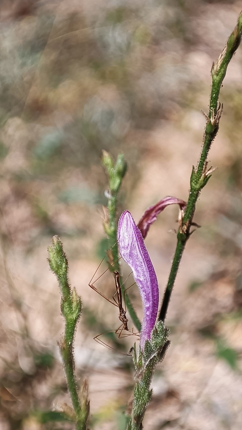 Sonoran Water-Willow photo 6