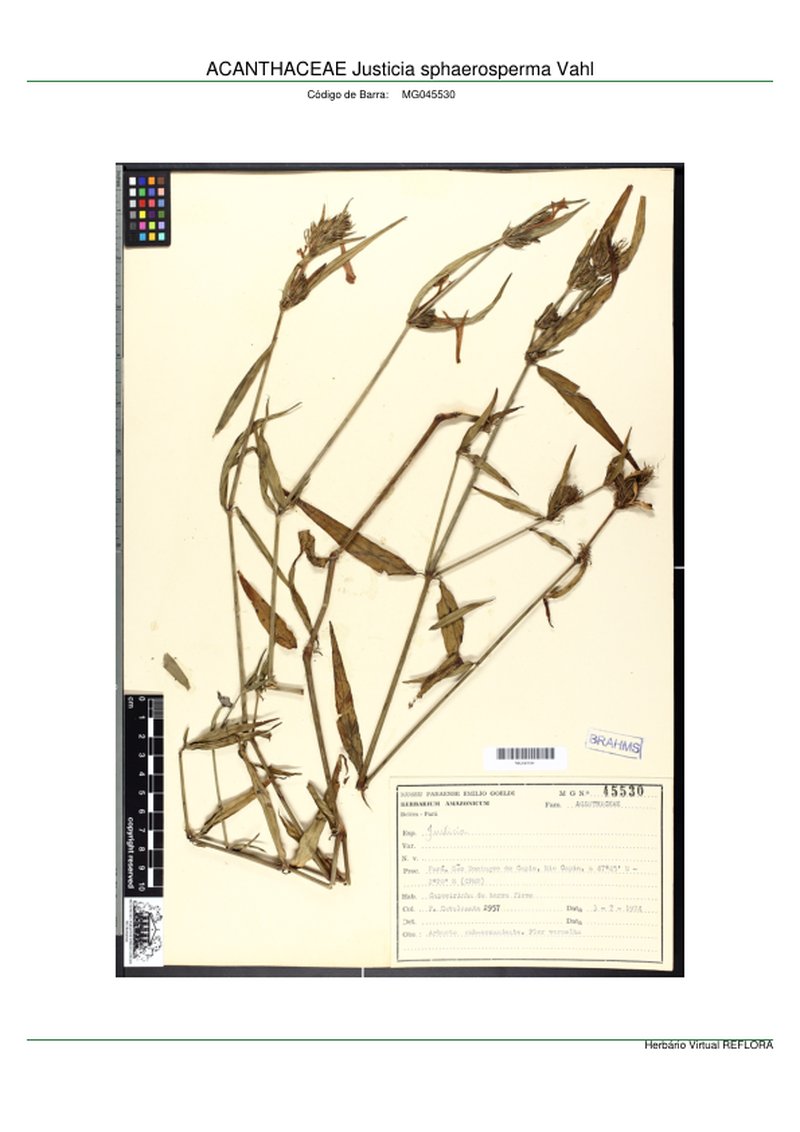 Tropical Waterwillow