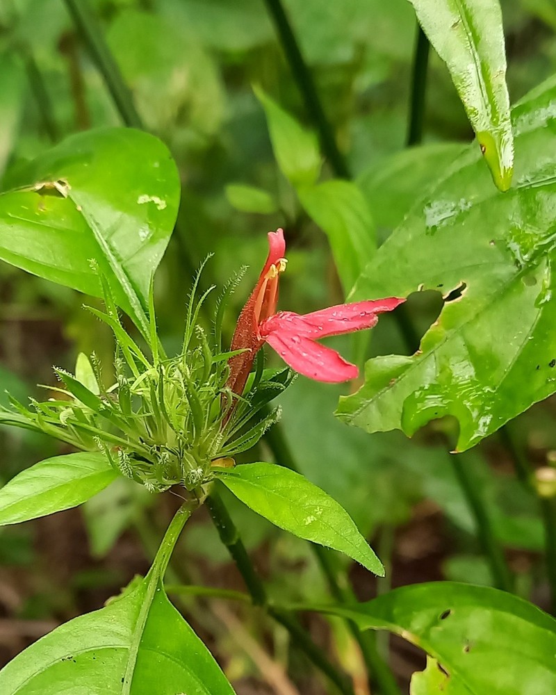 Tropical Waterwillow photo 2
