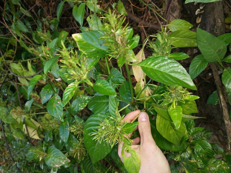 Tropical Waterwillow photo 4