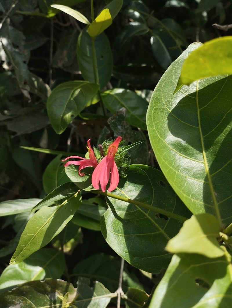 Tropical Waterwillow photo 5