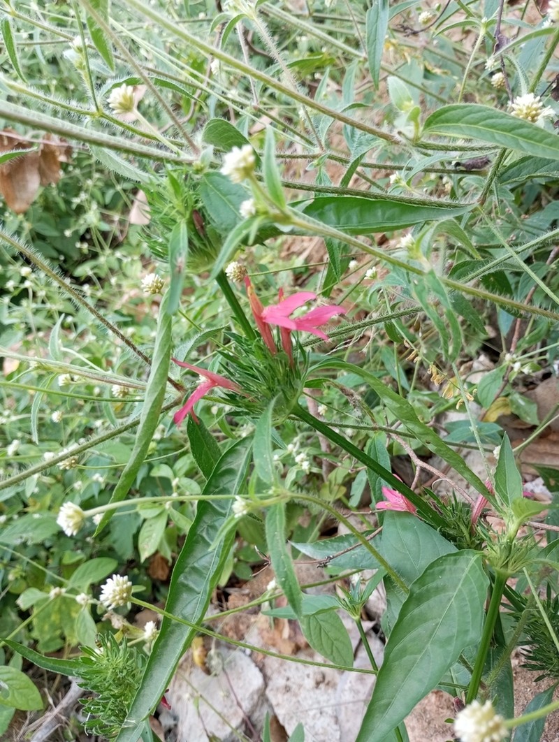Tropical Waterwillow photo 6