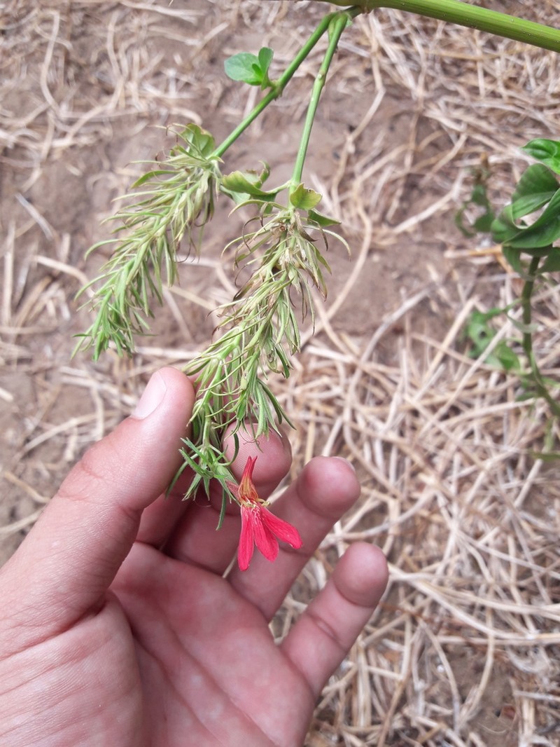 Tropical Waterwillow photo 7