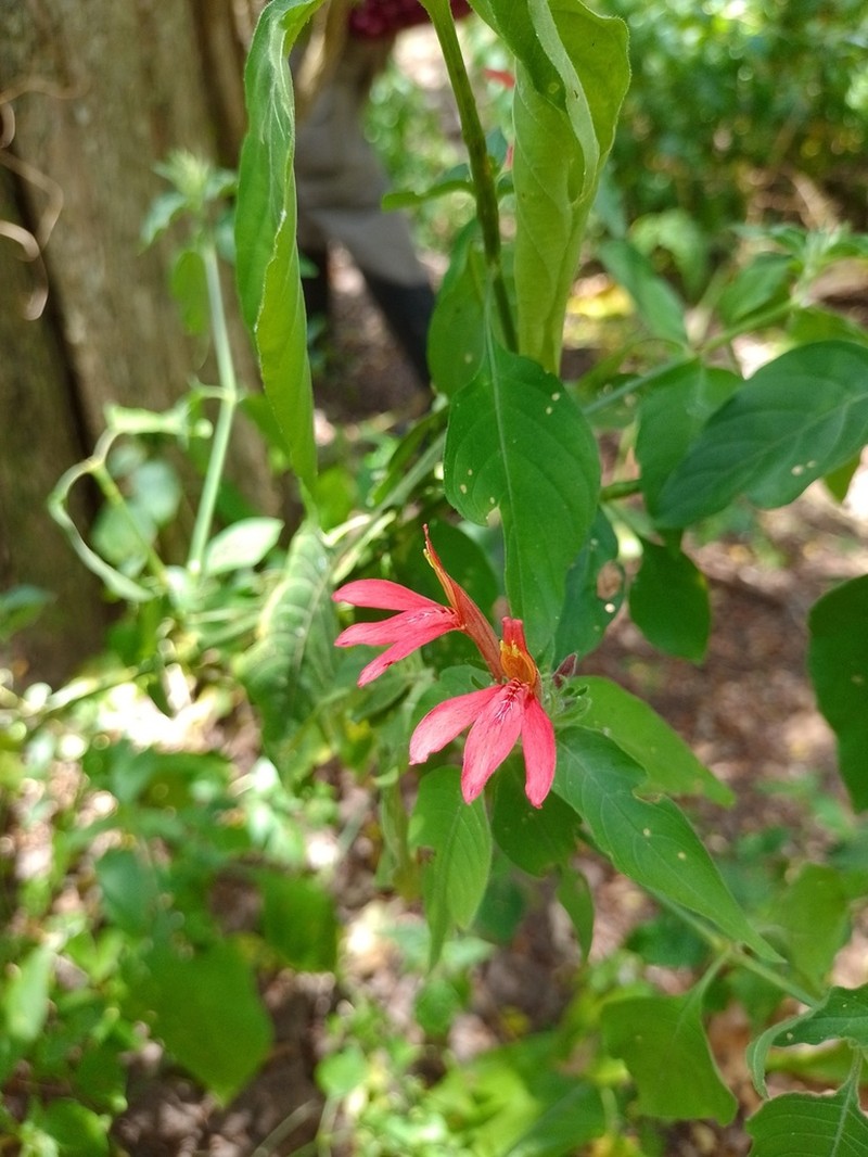 Tropical Waterwillow photo 8
