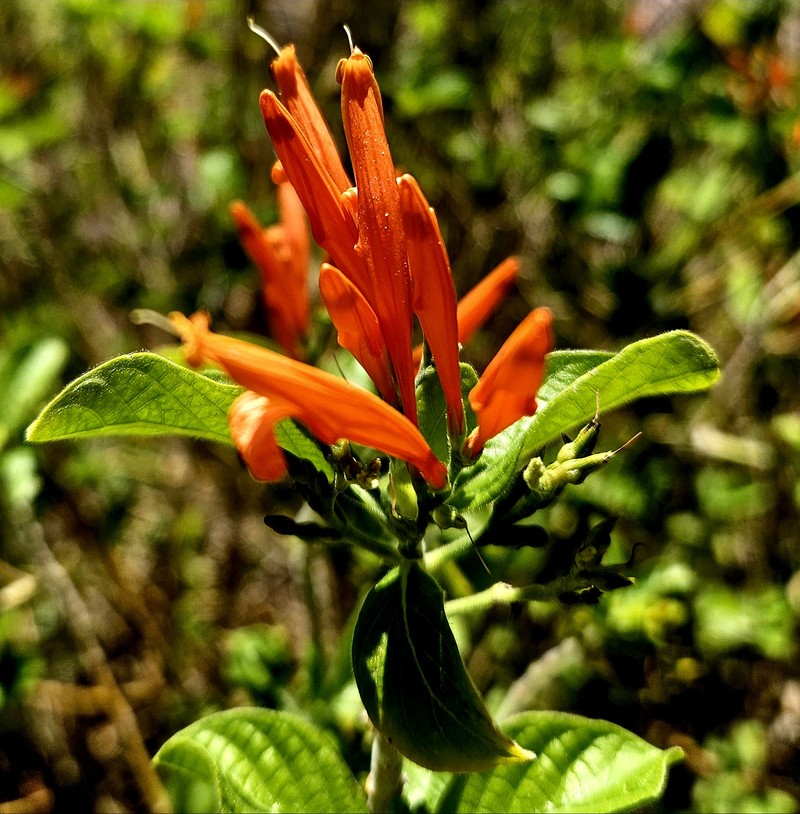 Mohintli photo 5