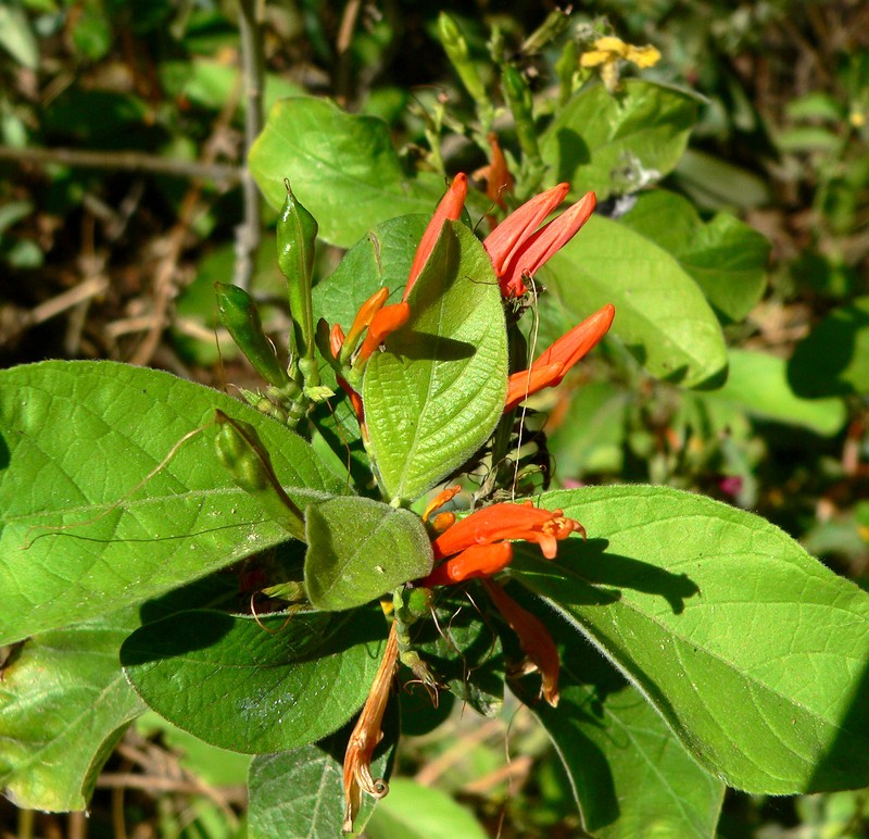 Mohintli photo 2