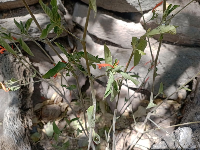 Mohintli photo 3