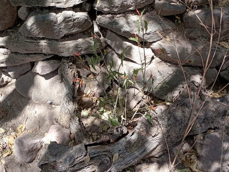 Mohintli photo 4