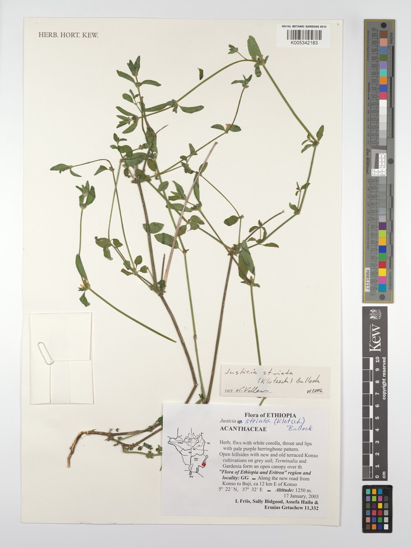 Justicia striata subsp. striata