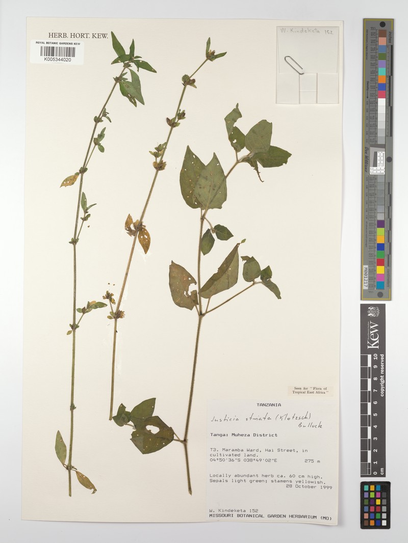 Justicia striata subsp. striata photo 2