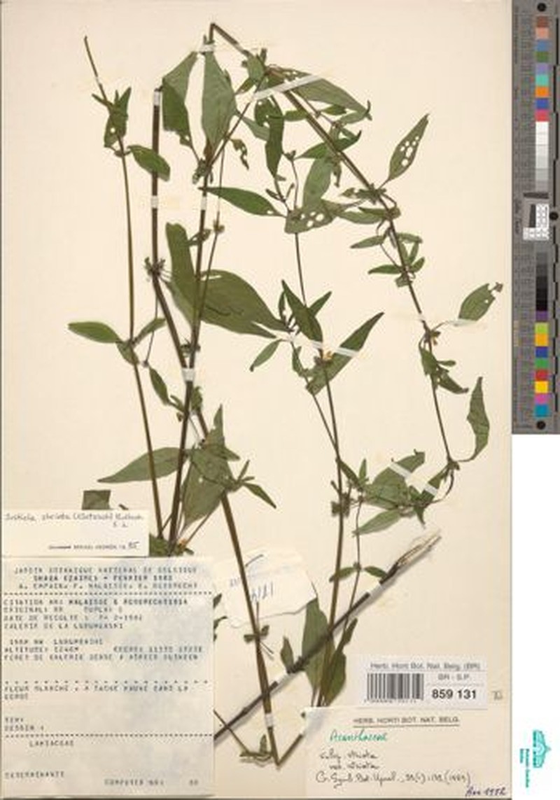 Justicia striata subsp. striata photo 3