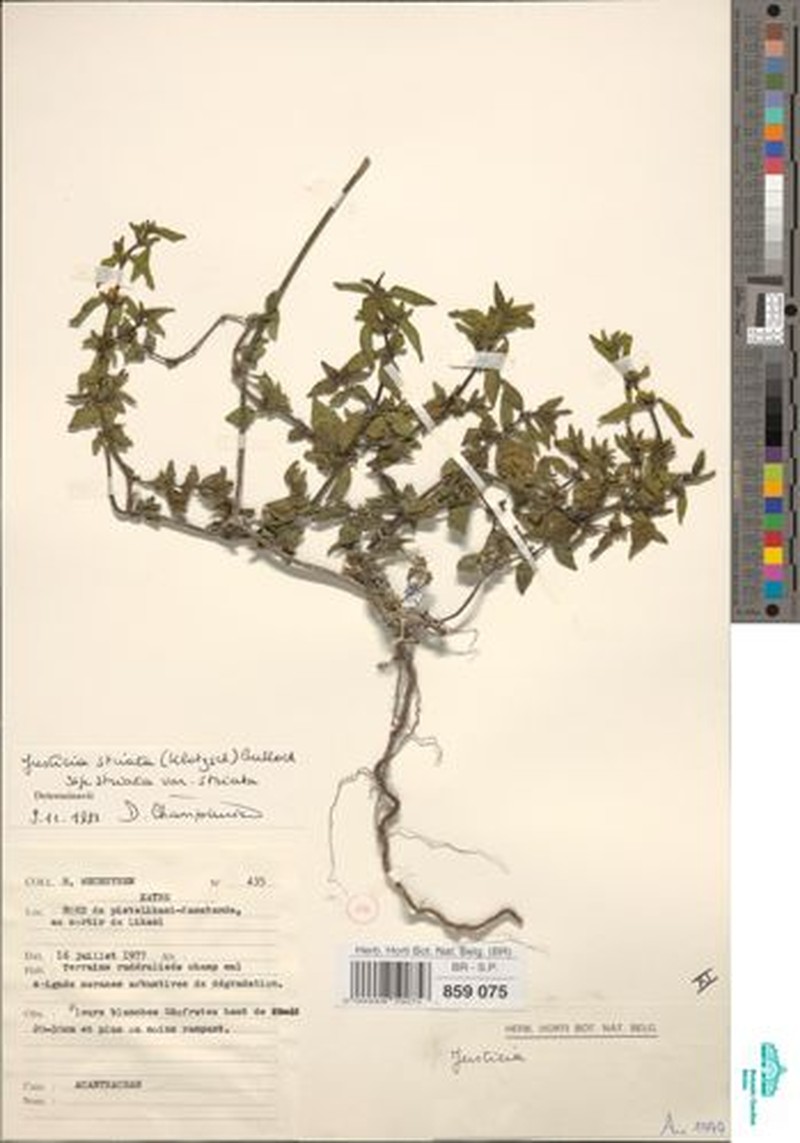 Justicia striata subsp. striata photo 4