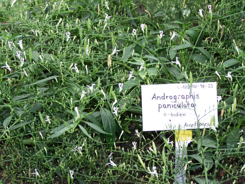 Stiff Beargrass photo 2