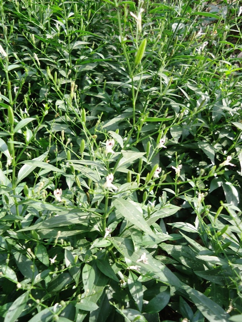 Stiff Beargrass photo 3