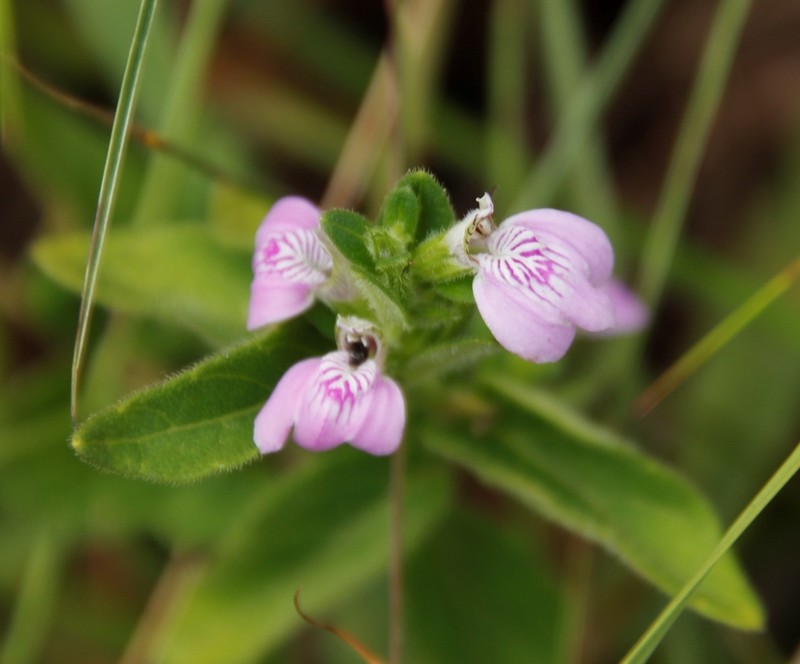 Justicia subcordatifolia