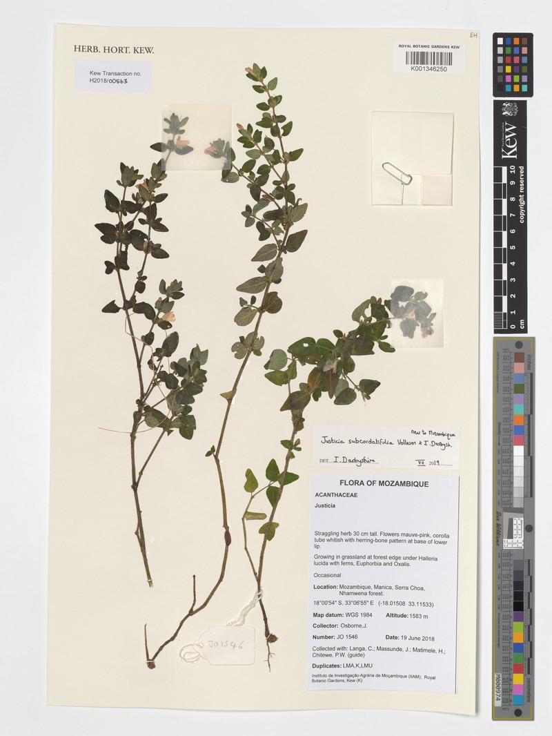 Justicia subcordatifolia photo 2