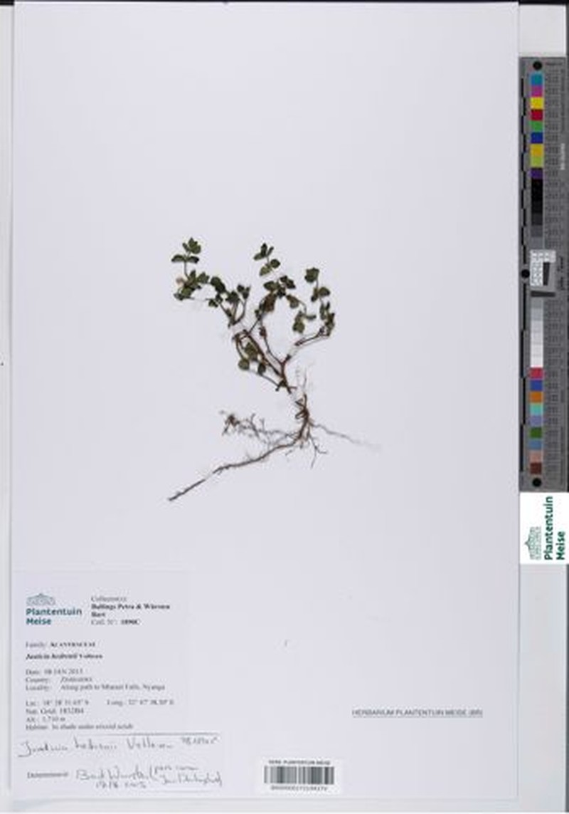 Justicia subcordatifolia photo 3