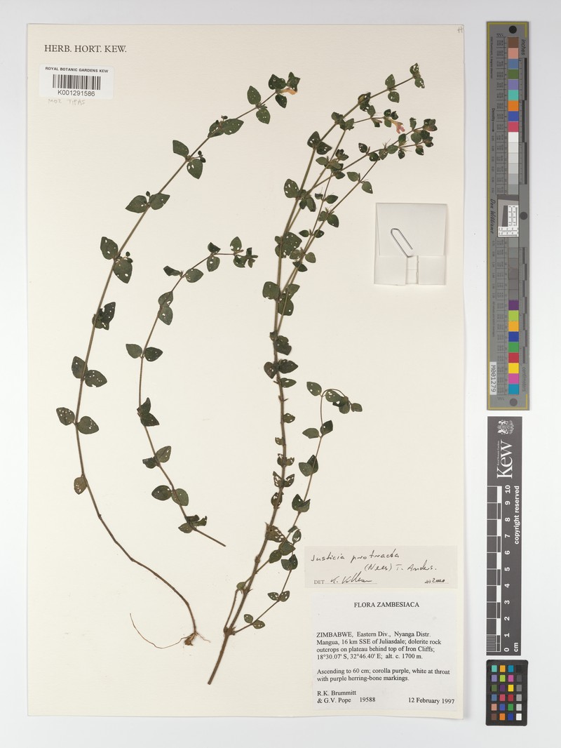 Justicia subcordatifolia photo 4