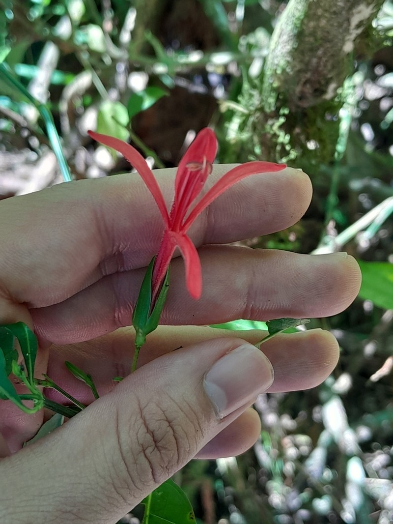 Justicia triloba