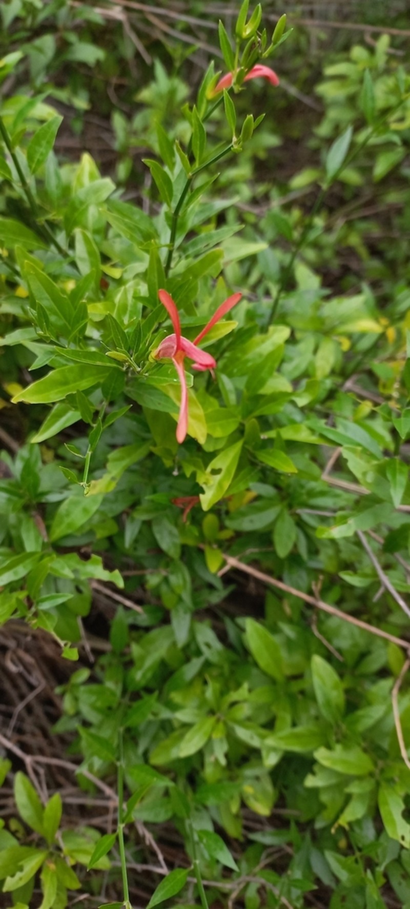 Justicia triloba photo 2