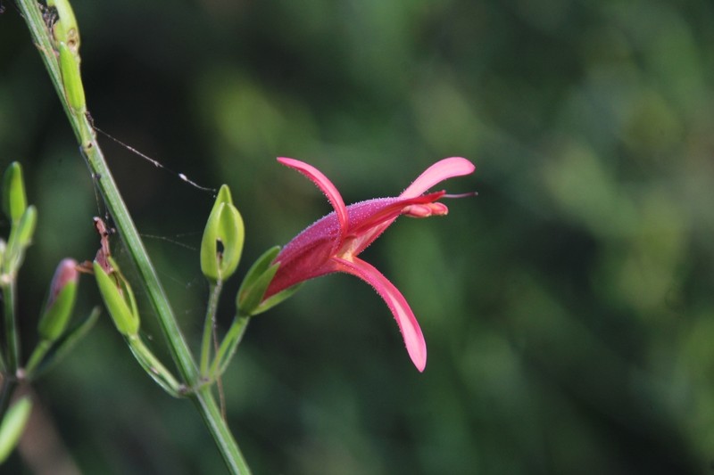 Justicia triloba photo 4
