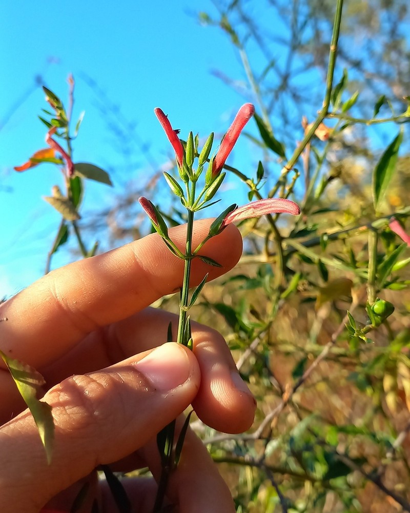 Justicia triloba photo 5