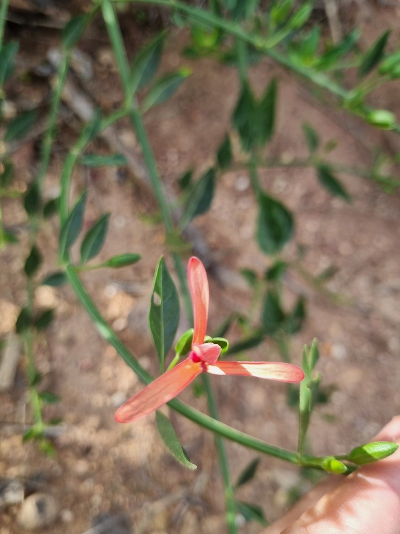 Justicia triloba photo 6
