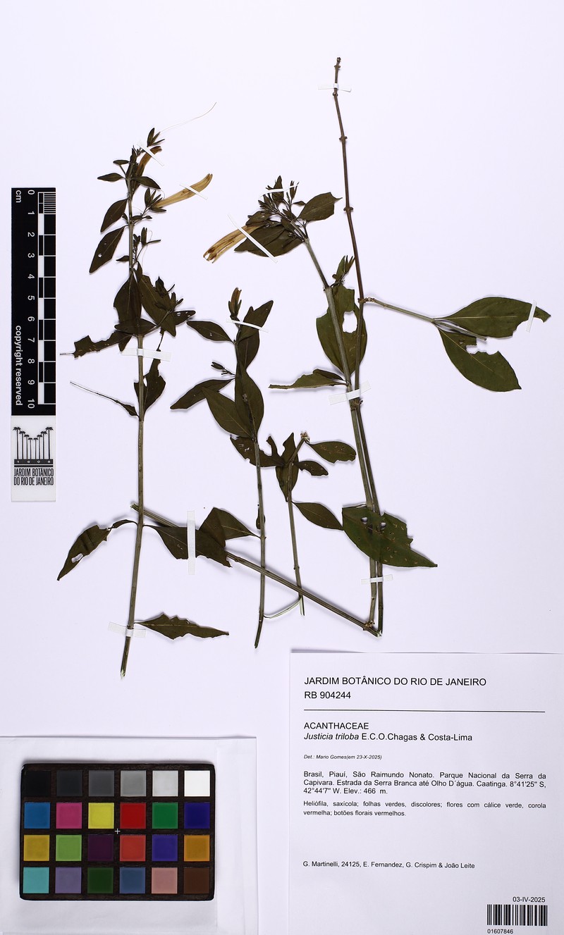 Justicia triloba photo 7