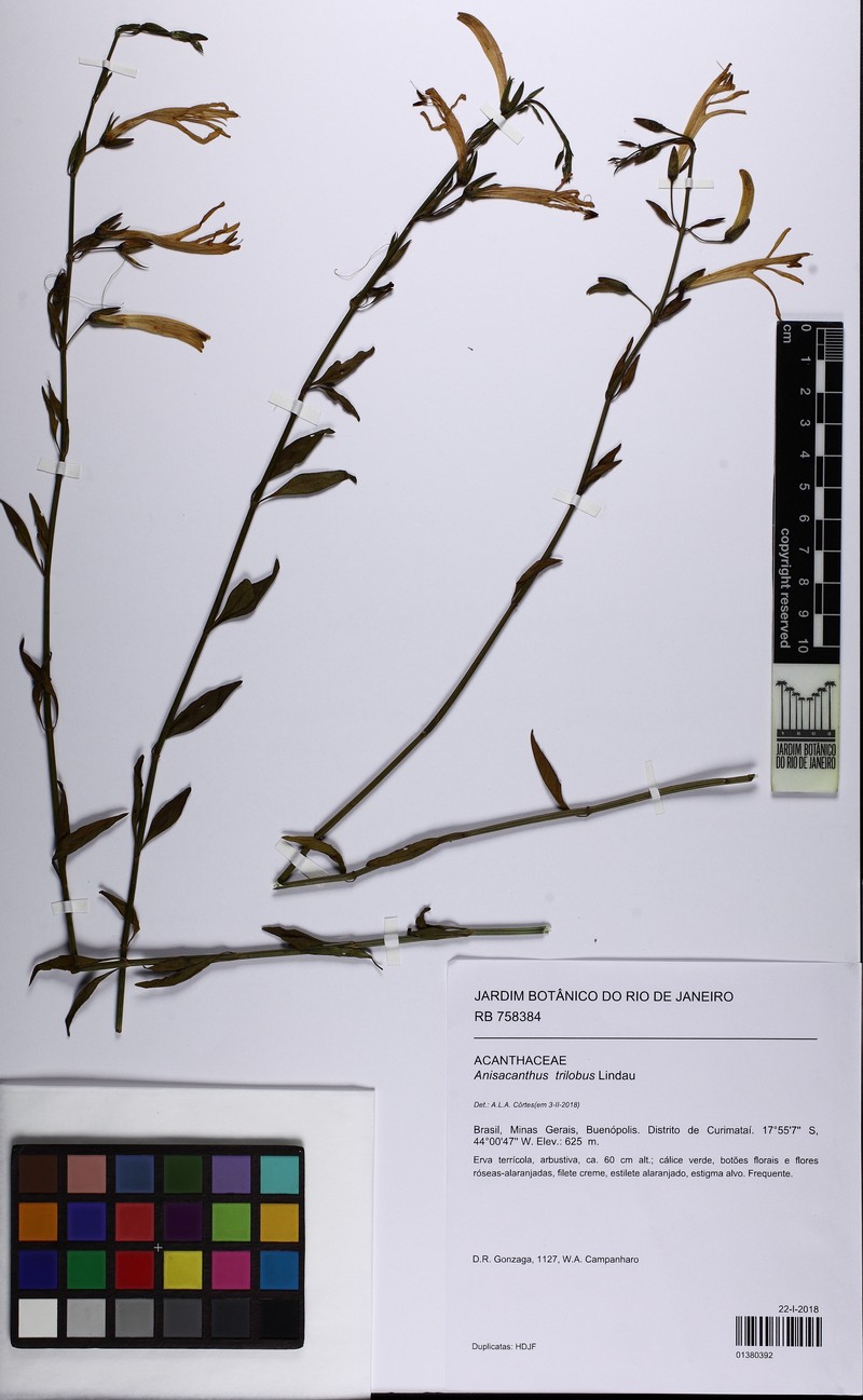 Justicia triloba photo 8