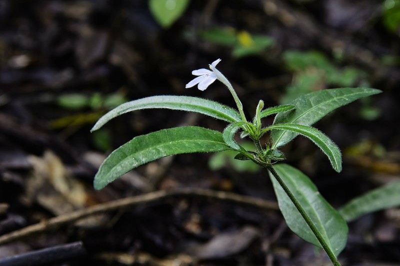 Justicia tubulosa subsp. tubulosa