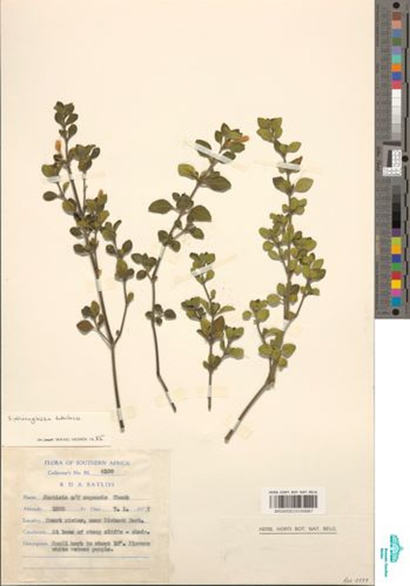Justicia tubulosa subsp. tubulosa photo 3