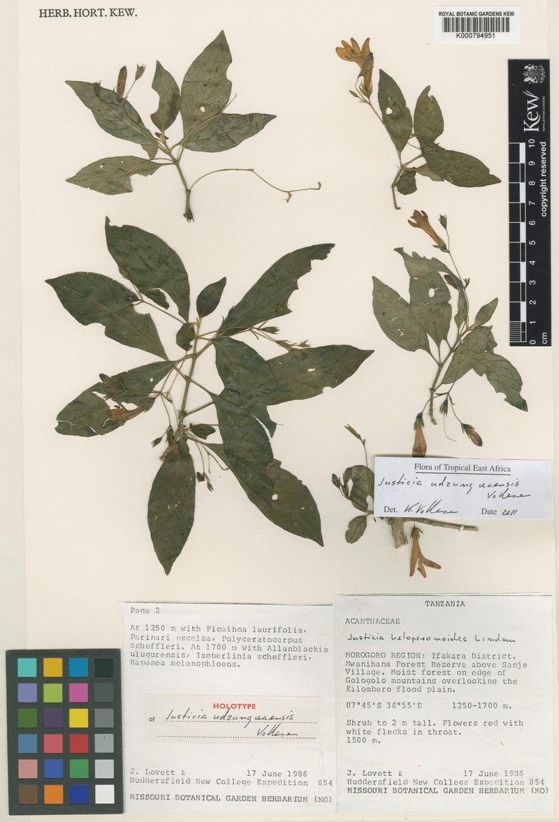 Justicia udzungwaensis photo 2