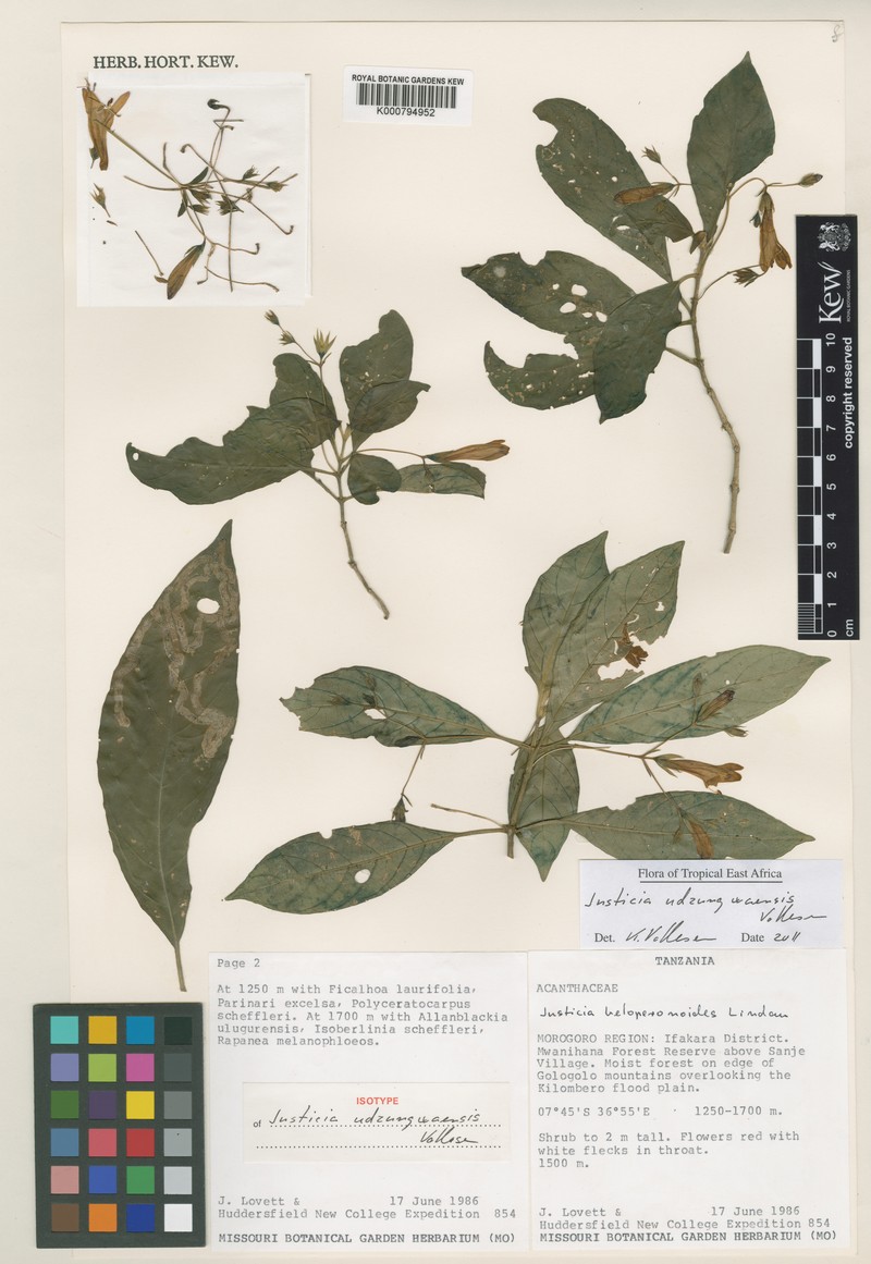 Justicia udzungwaensis photo 3