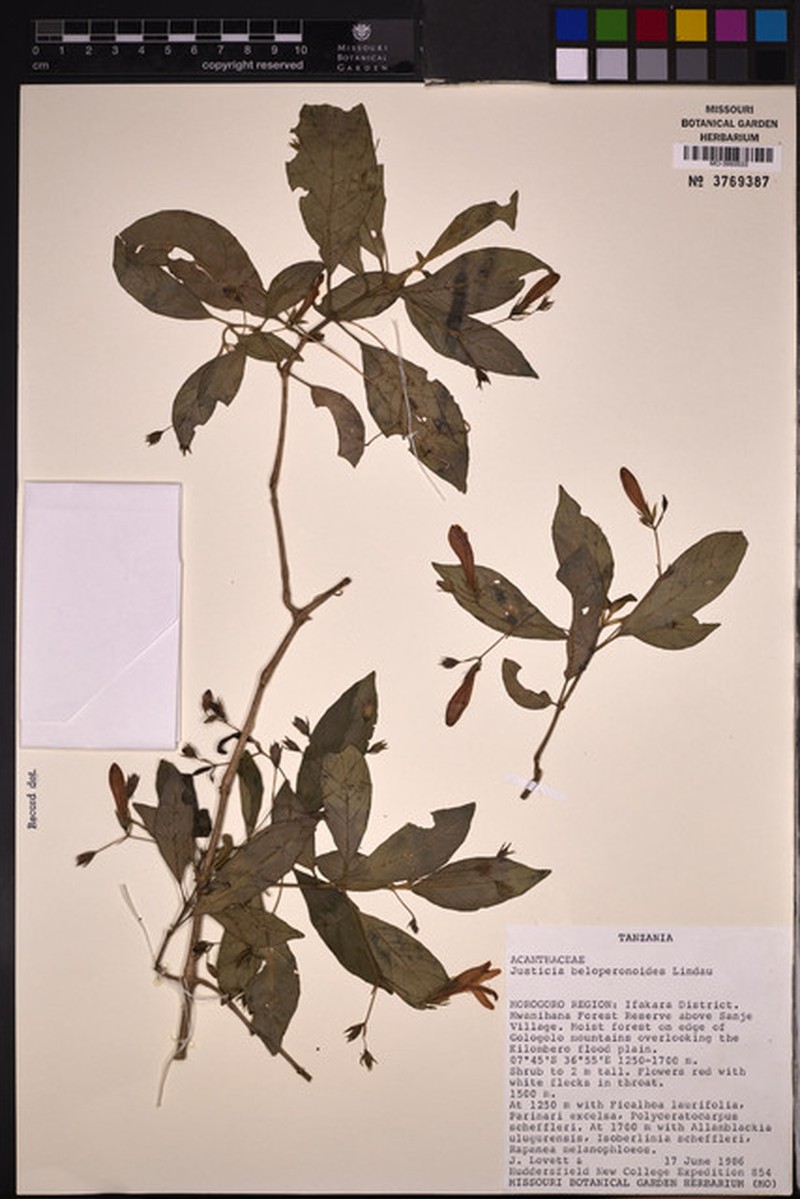 Justicia udzungwaensis photo 4