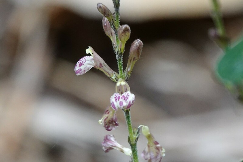 Justicia vasculosoides