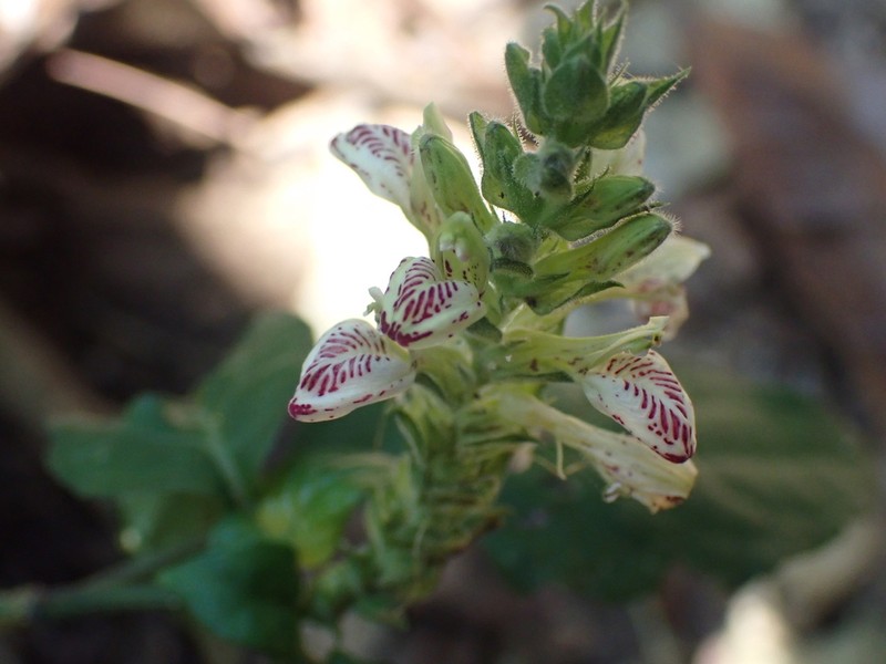 Justicia vasculosoides photo 2