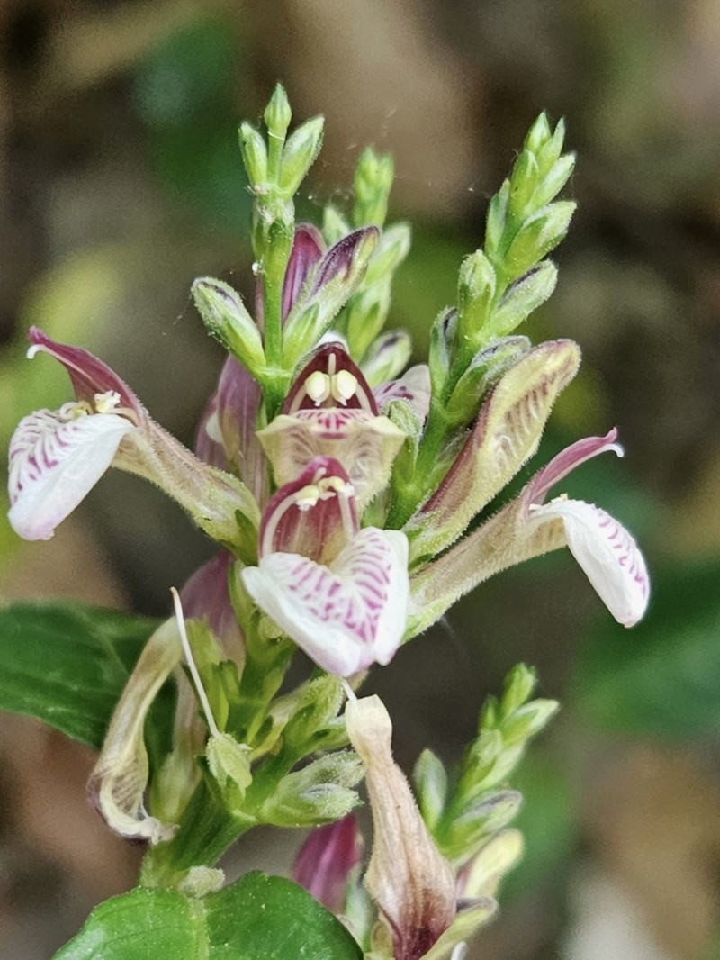 Justicia vasculosoides photo 3
