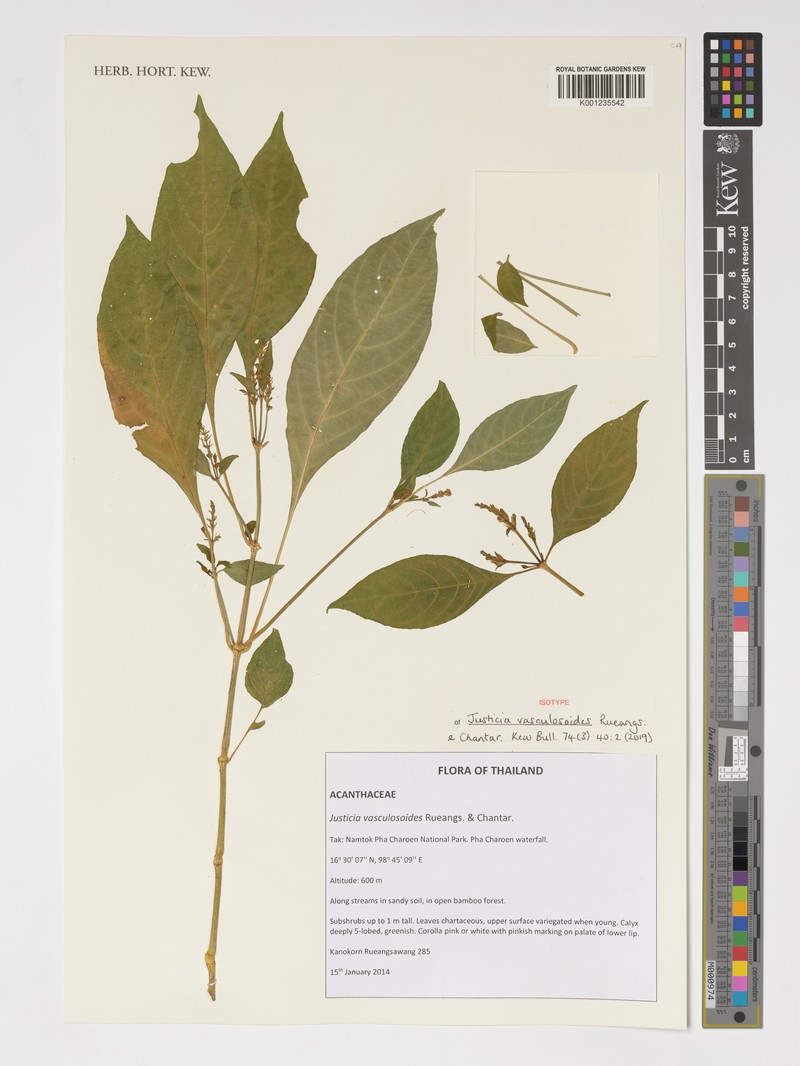 Justicia vasculosoides photo 6