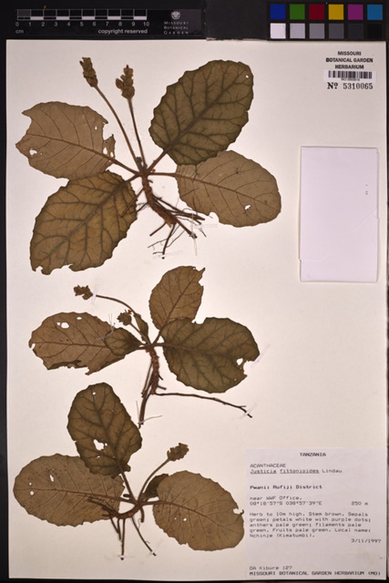 Justicia volkeri