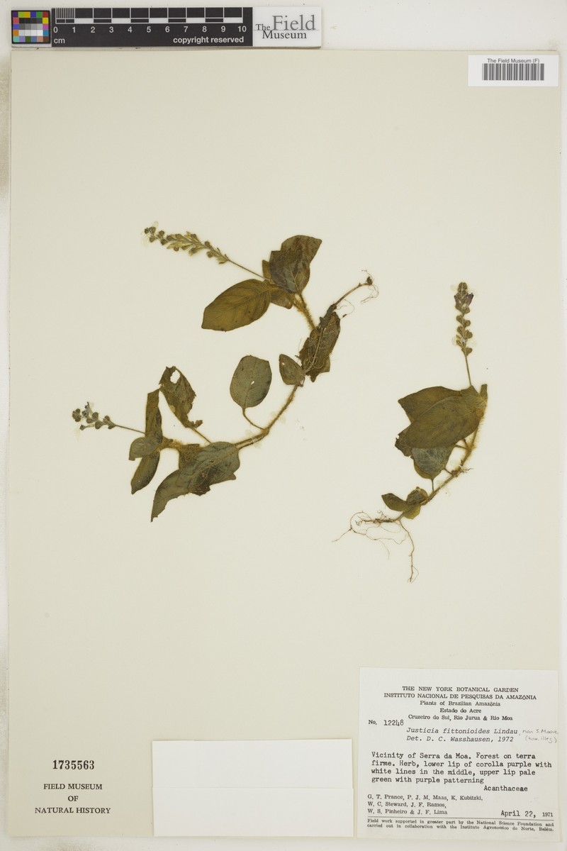 Justicia volkeri photo 2