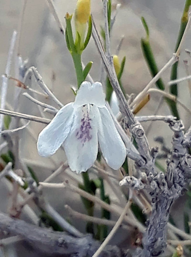 Warnock's Water-Willow photo 2