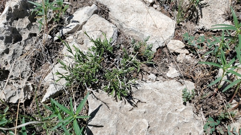 Wright's Waterwillow photo 7