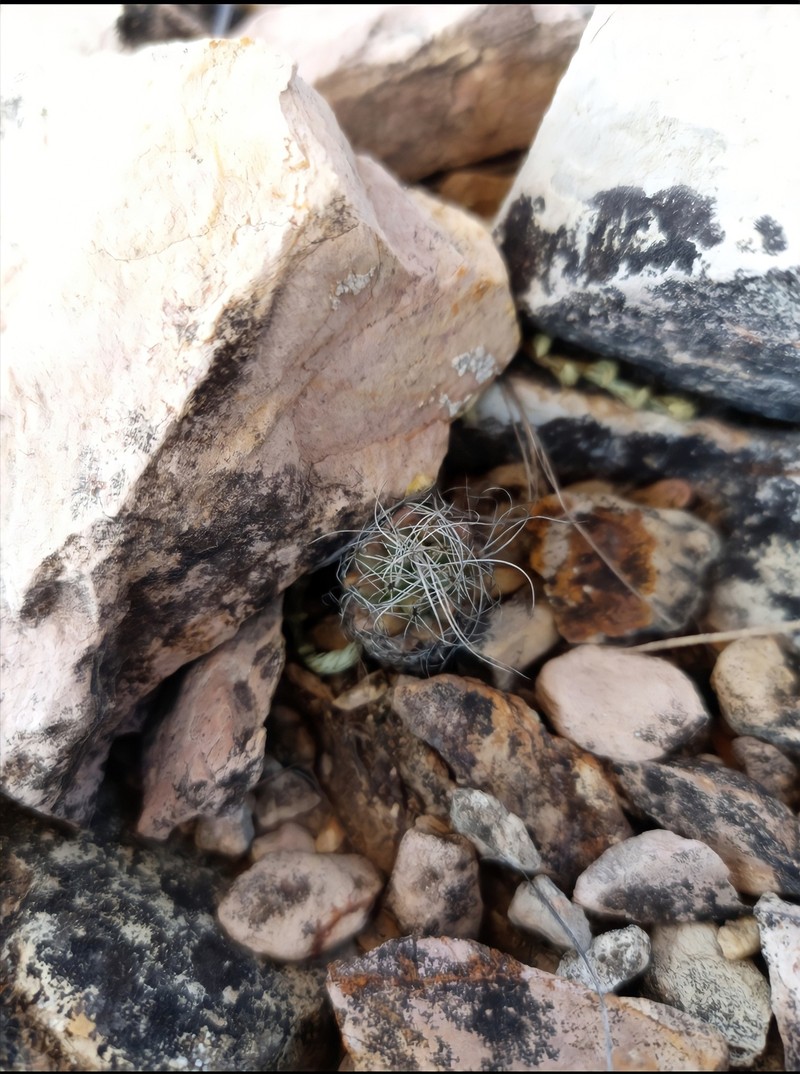 Kadenicarpus heliae photo 2