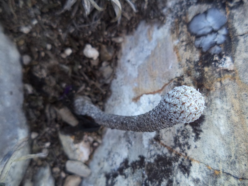 Kadenicarpus heliae photo 4