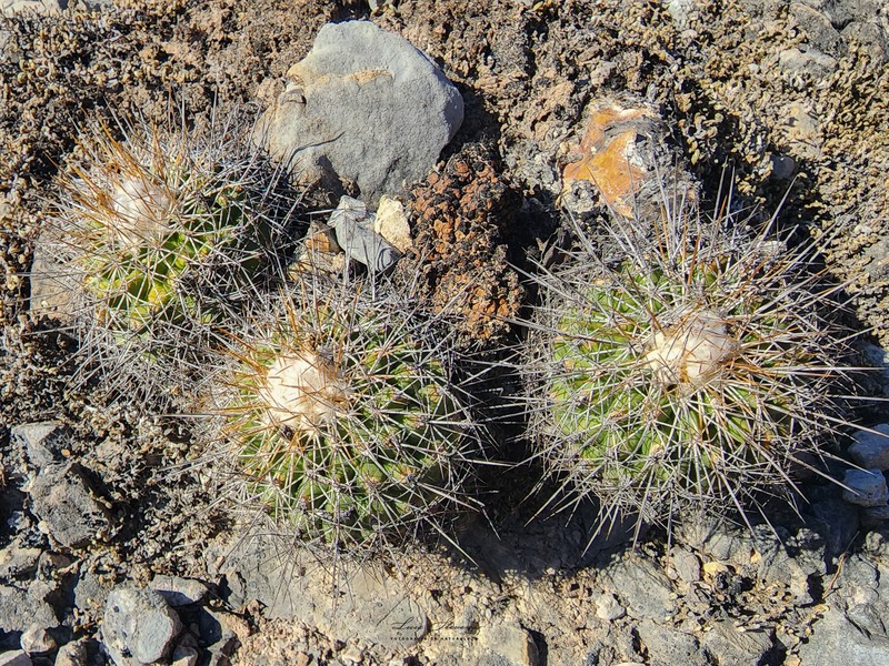 Kadenicarpus horripilus photo 2